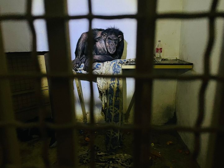 Із зоопарку “XII Місяців” на Київщині вдалось евакуювати частину мавп (відео)