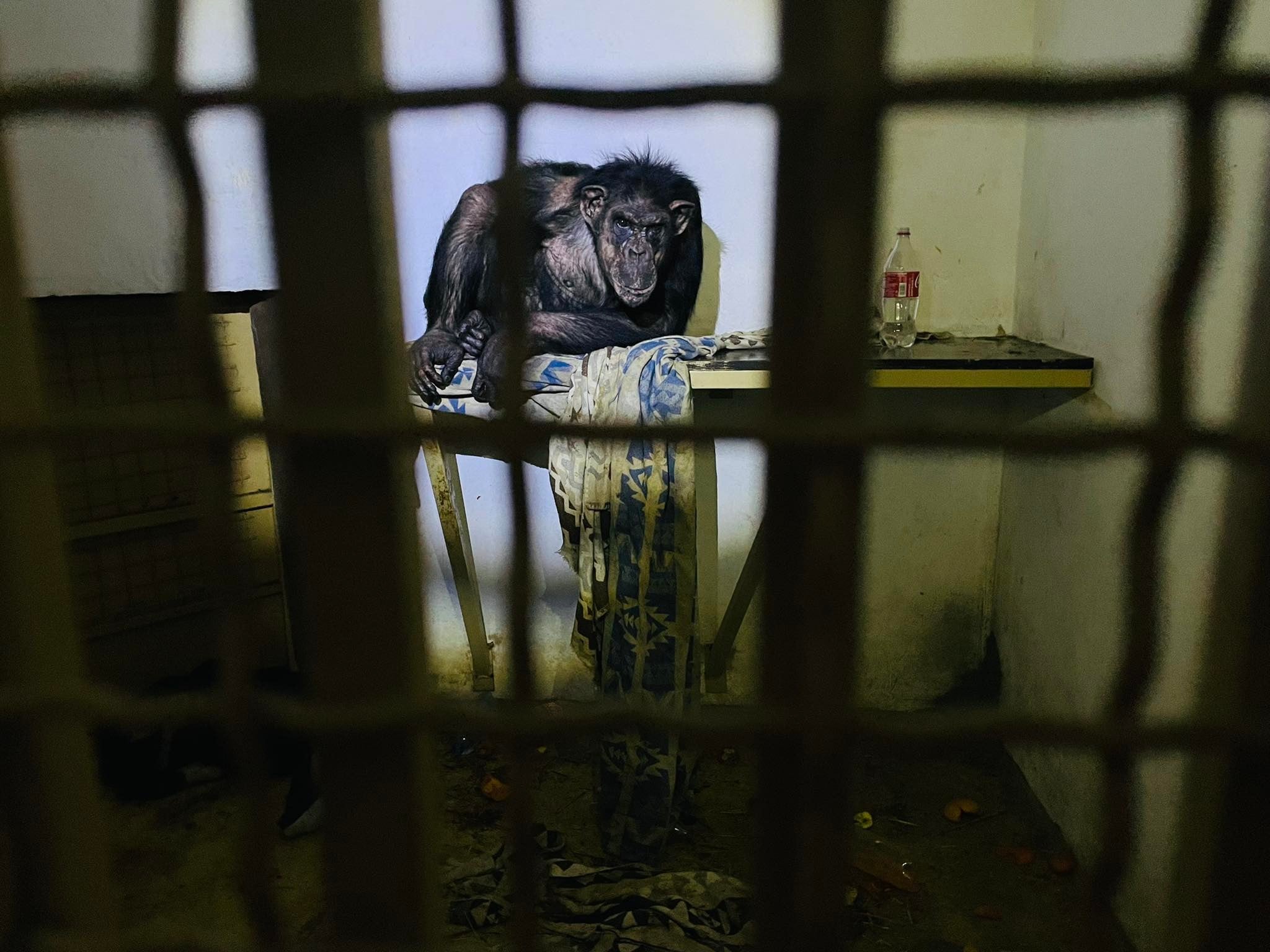 Зоопарк “Парк XII місяців” у селі Демидів на Київщині просить про гуманітарний коридор
