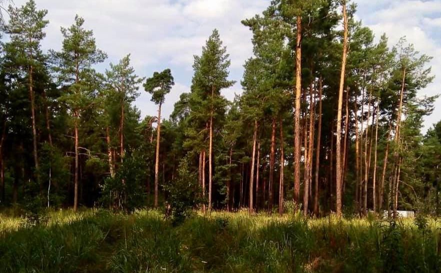 Мешканцям Києва заборонили відвідувати лісопаркові зони