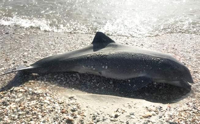Варварські дії військово-морського флоту рашистів спричиняють загибель дельфінів у Чорному морі, - еколог