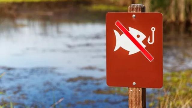 Відсьогодні на Київщині встановлено заборону на вилов риби