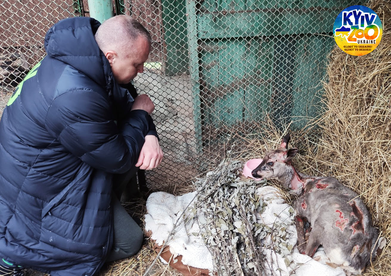 До Київського зоопарку привезли косулю, постраждалу у зоні бойових дій з москалями