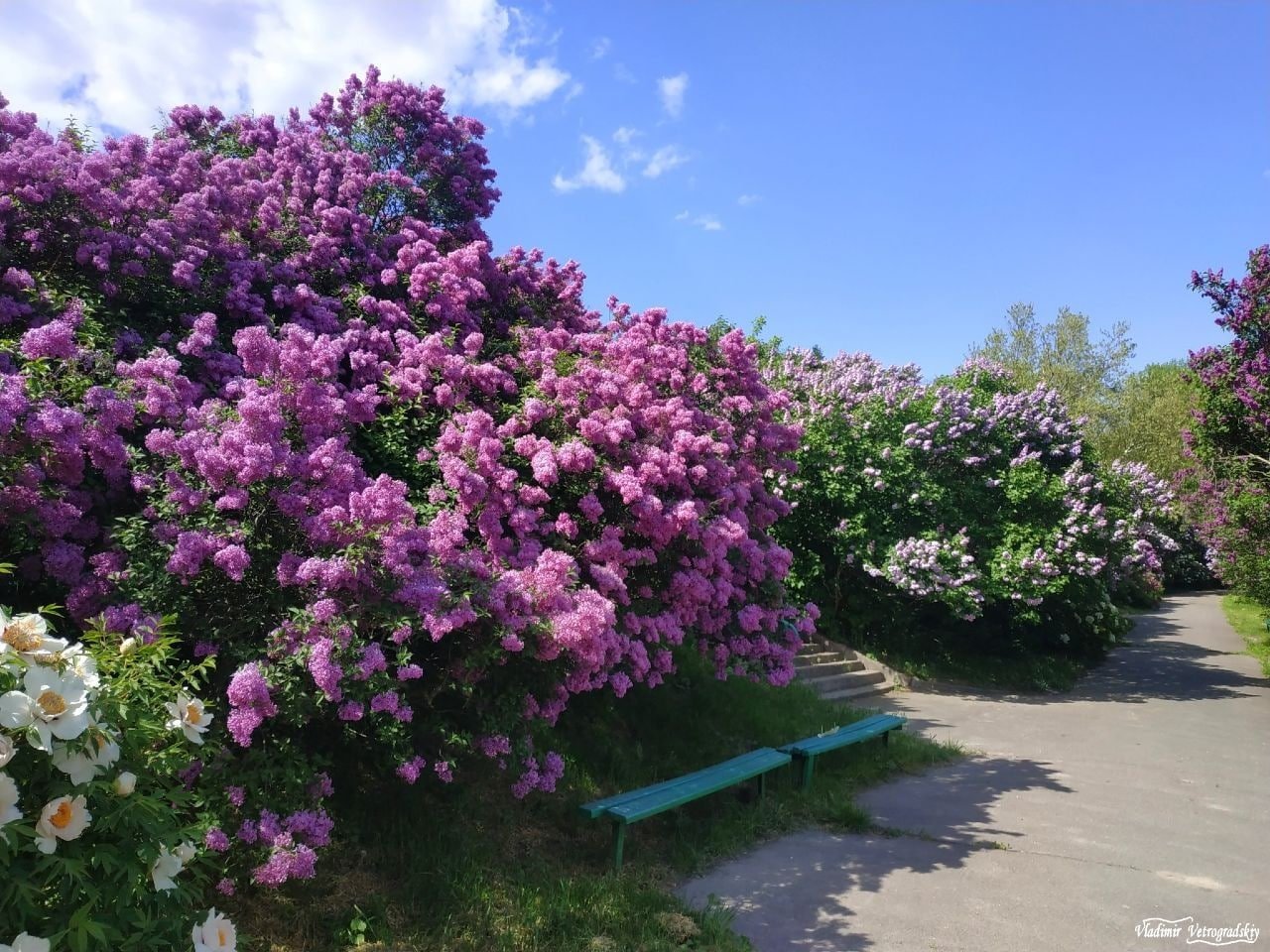 У Київському ботанічному саду пік цвітіння бузку