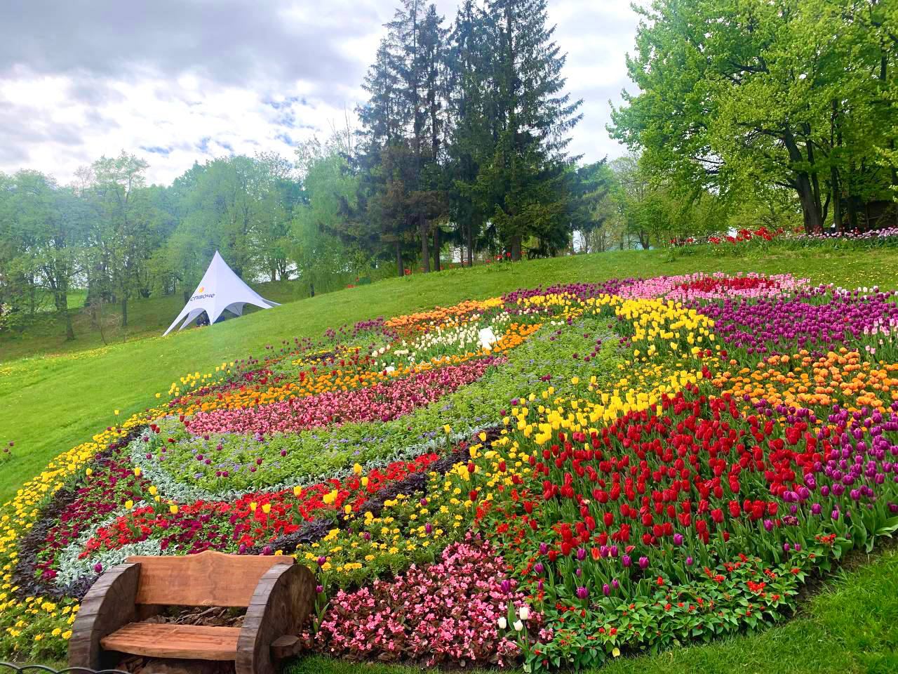 На Співочому полі розцвіло півмільйона тюльпанів, киян запрошують до парку