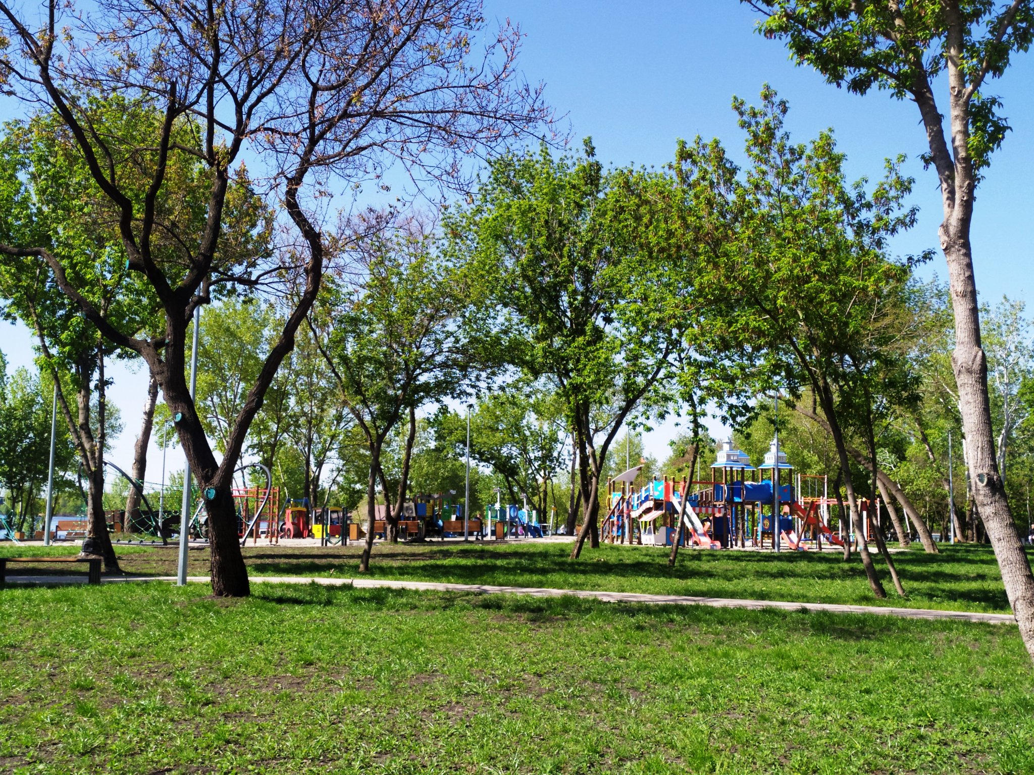 У Дарницькому районі столиці висадили 19 нових крупномірних дерев