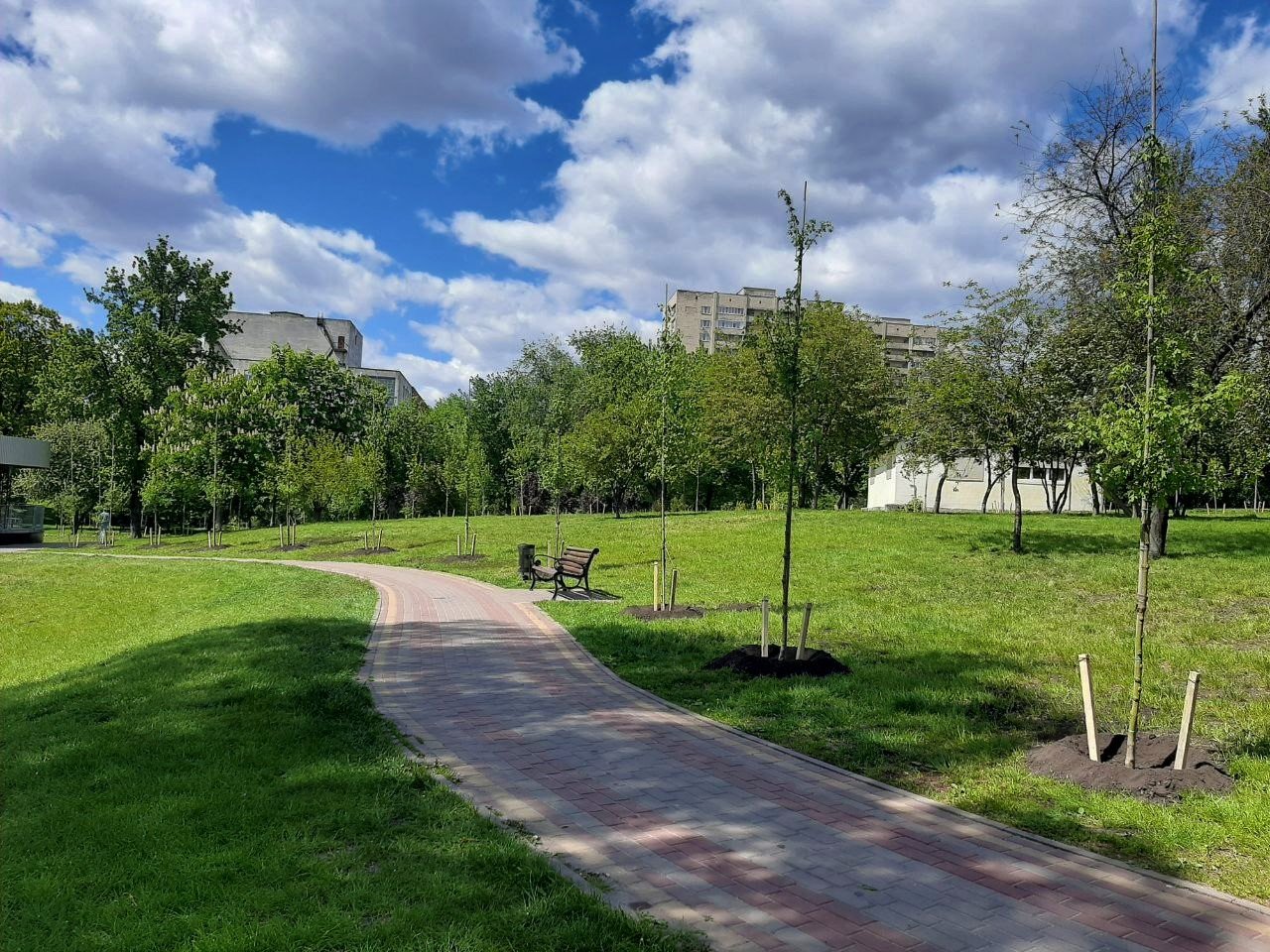 У столичному парку “Орлятко” висадили алею кленів (фото)