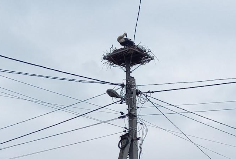 На Київщині лелеки повернулися до гнізд, які раніше встановили для них енергетики