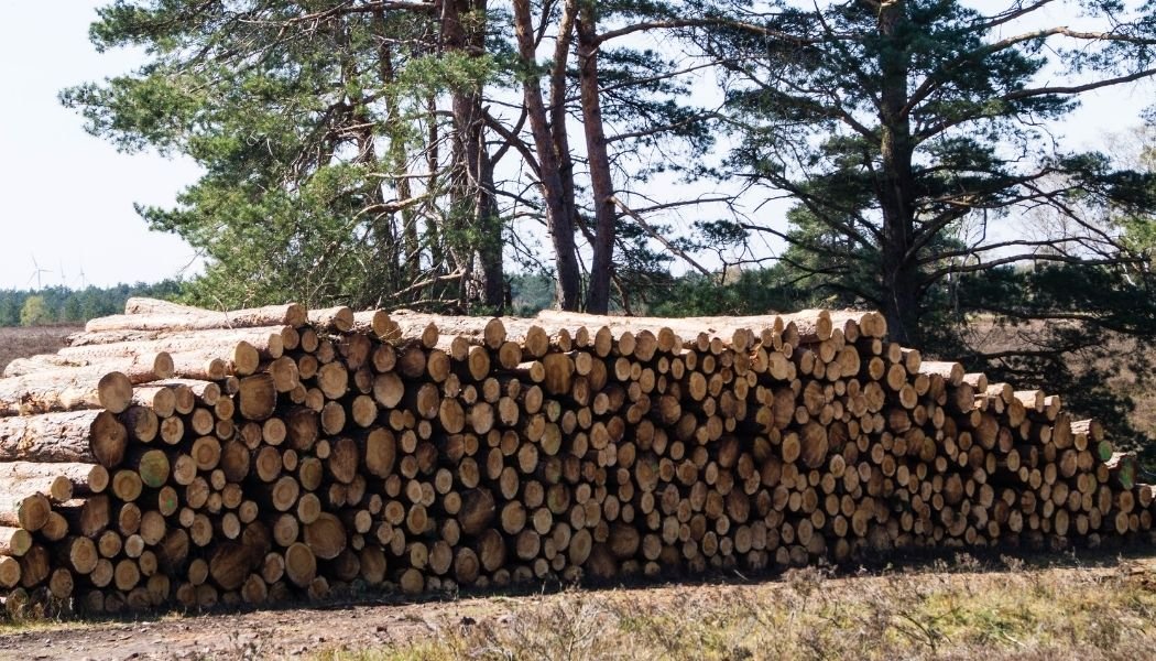 Фастівчанам пропонують купити деревину для опалення