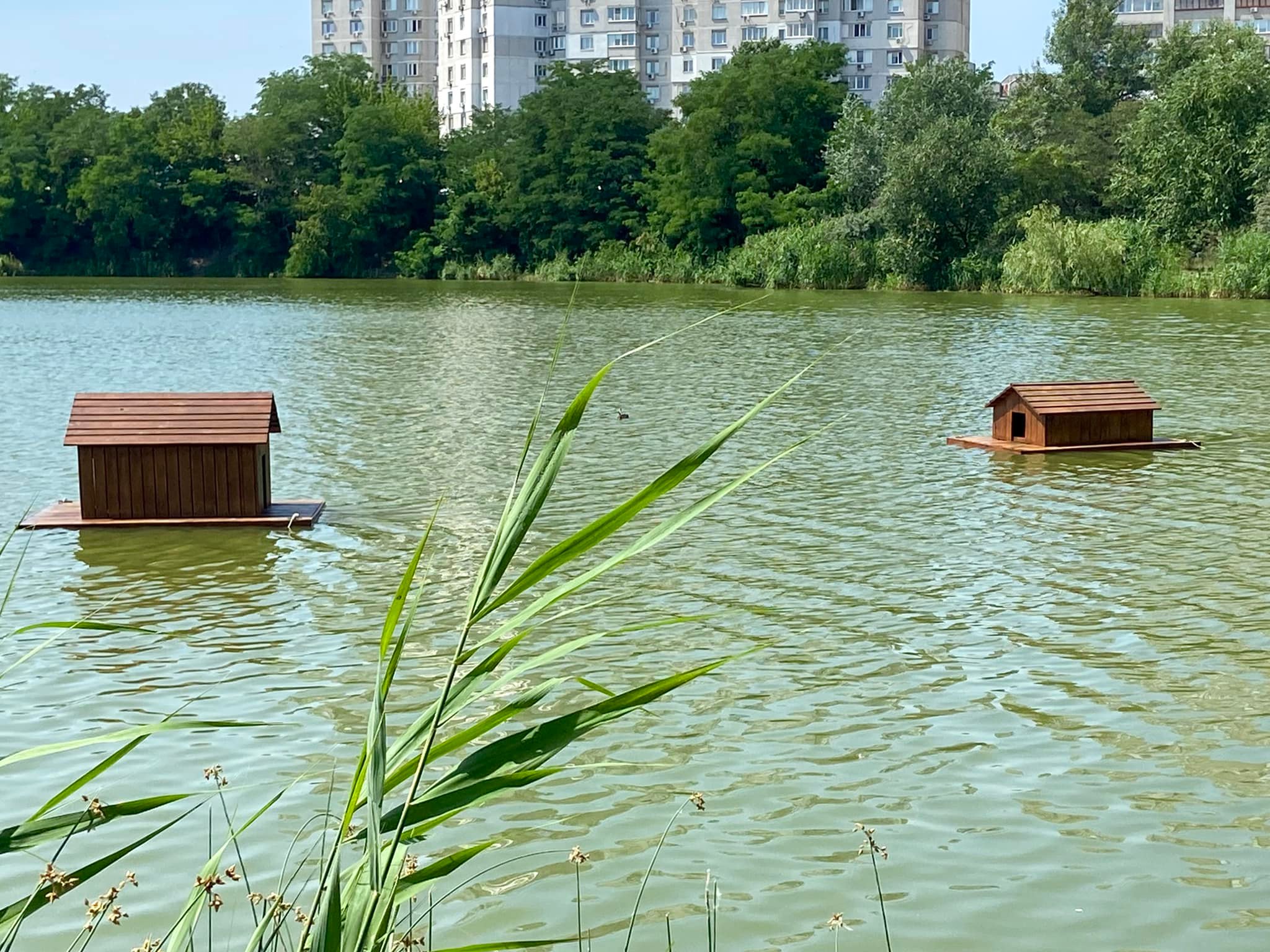 На столичних Позняках до озера Лебедине повернули качині будиночки (фото)