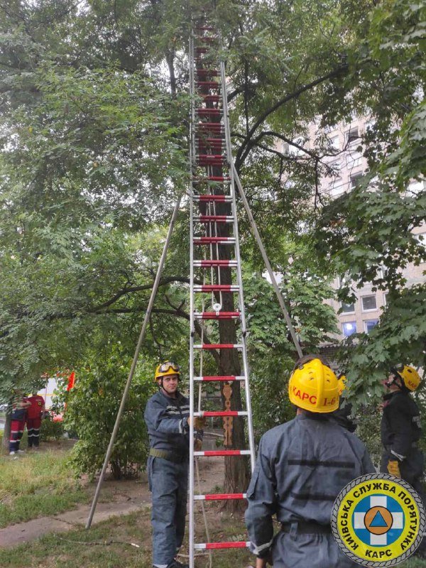 Працівники “Київської служби порятунку” зняли з дерева на Оболоні наркомана (фото)