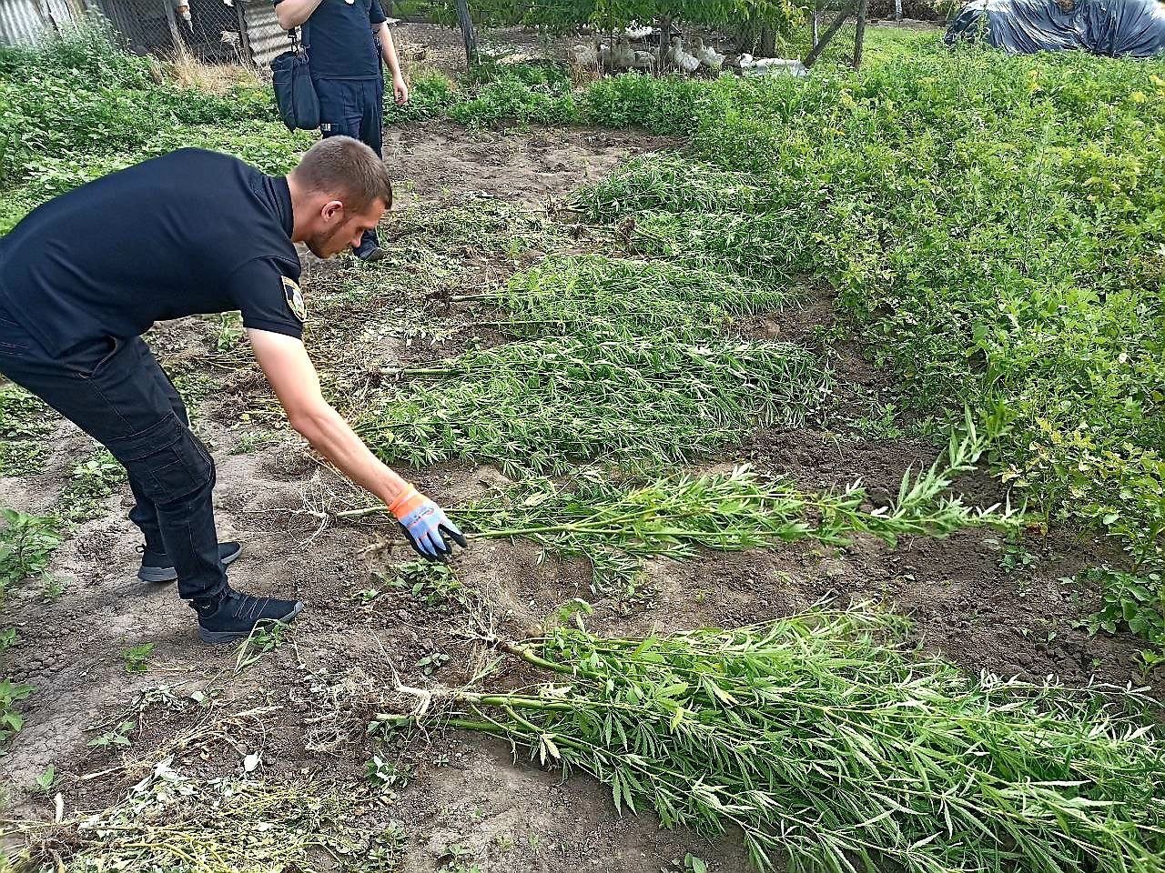 На Київщині правоохоронці виявили незаконні посіви коноплі (фото)