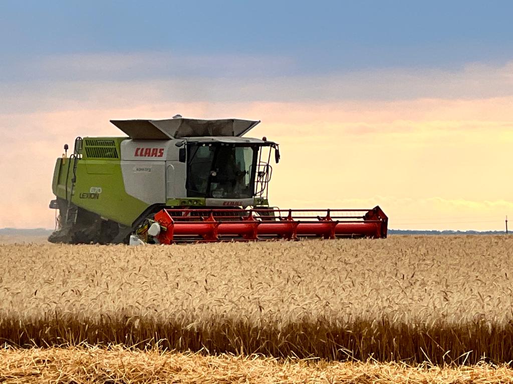 На Київщини аграрії намолотили вже понад 700 тисяч тонн зернових та зернобобових культур
