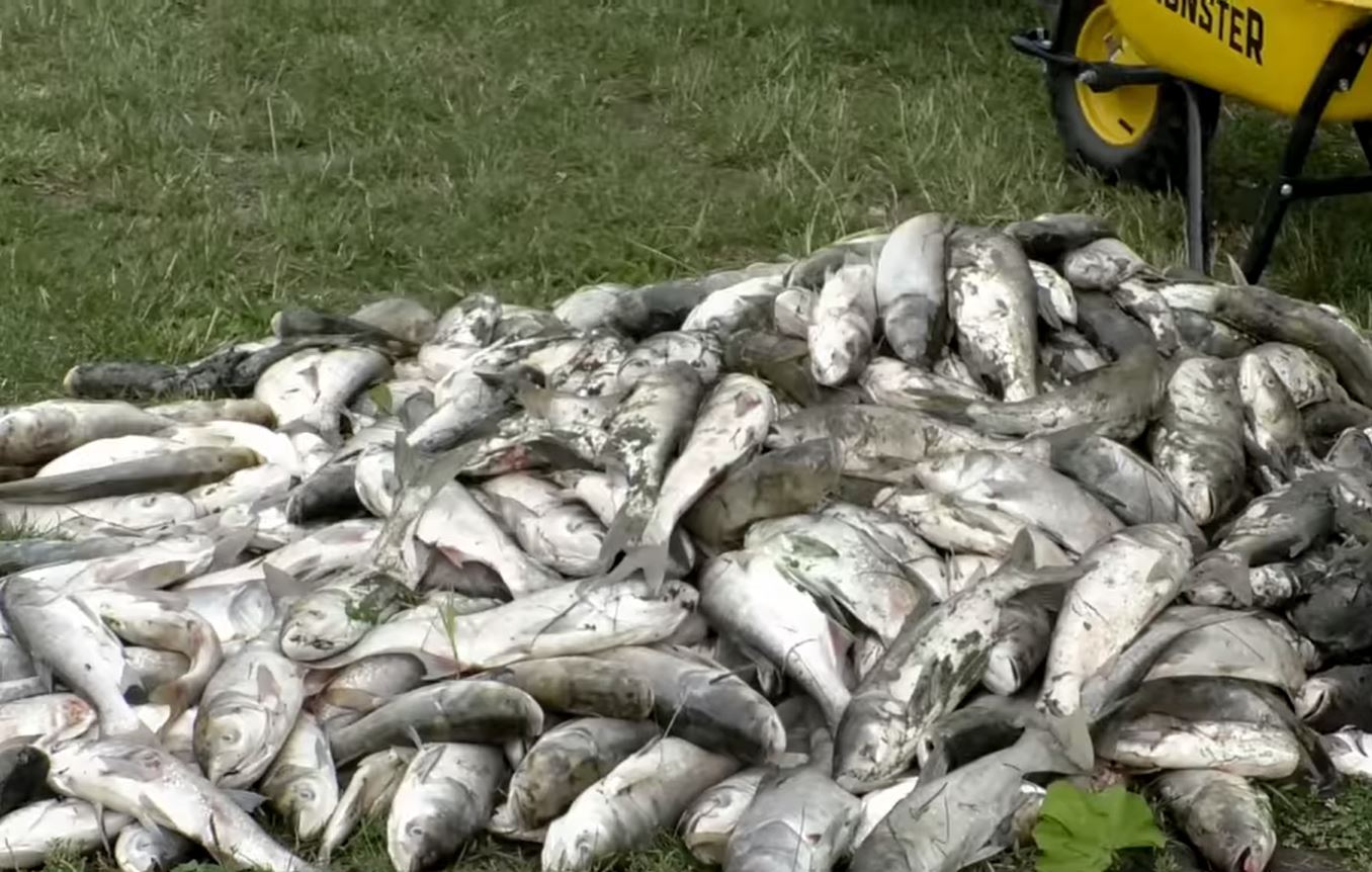 На озері у Борисполі на Київщині зафіксували масовий мор риби (відео)