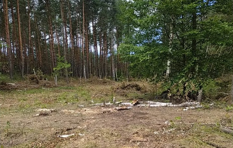 Мешканцю Вишгорода повідомлено про підозру у незаконній порубці лісу на понад 1,5 млн гривень