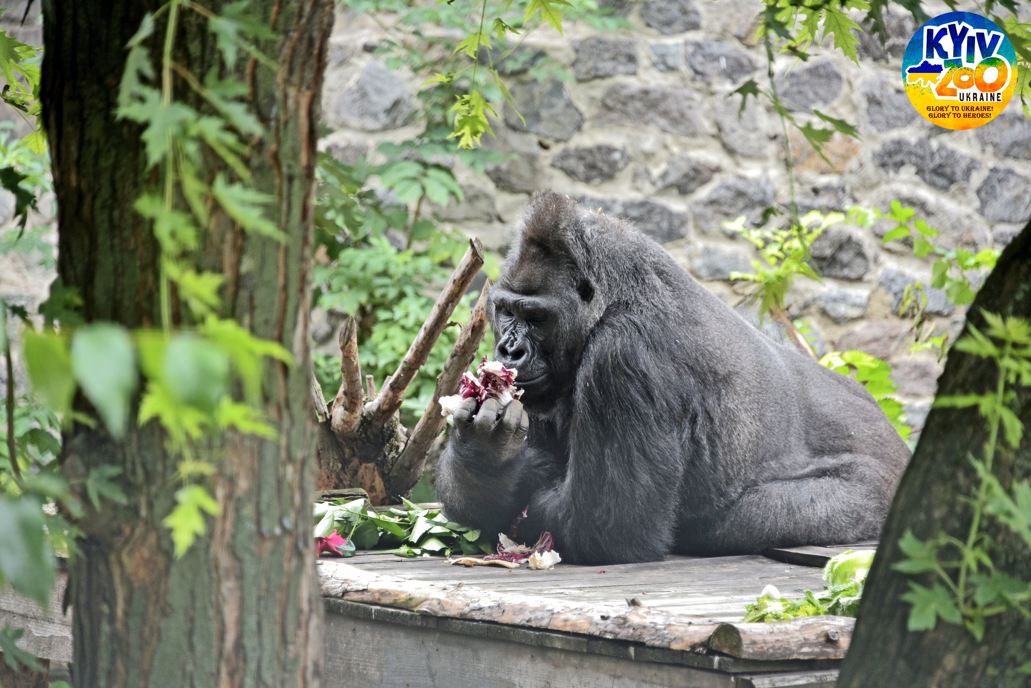 Сьогодні та завтра, 9 та 10 серпня, в Київському зоопарку святкують день народження горили Тоні (фото)