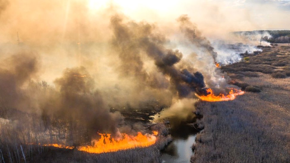 У Чорнобильській зоні відчуження вигоріло понад 22 тисячі гектарів, - екологи