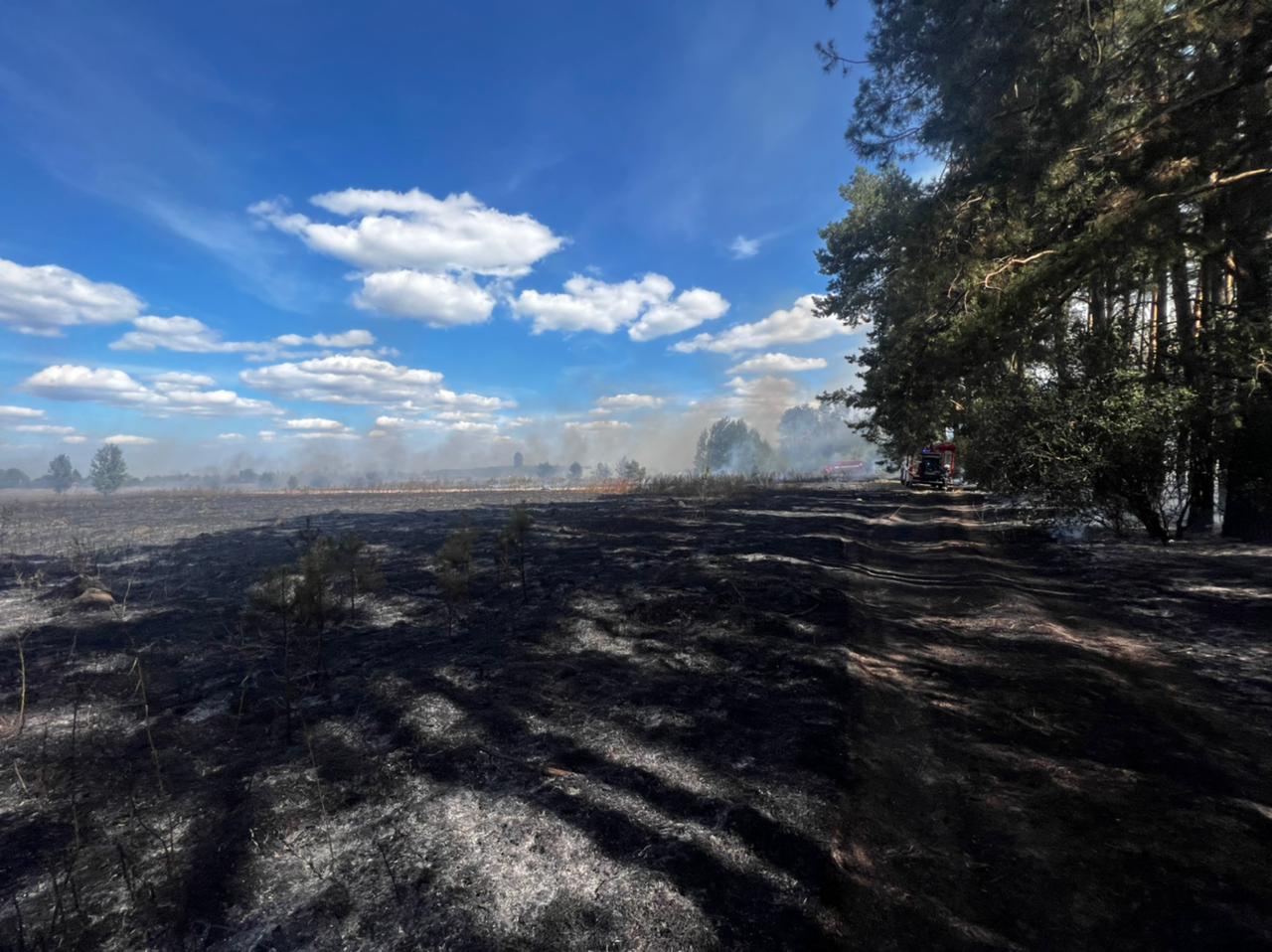 Під Києвом горіло 20 гектарів трави та лісової підстилки (фото, відео)