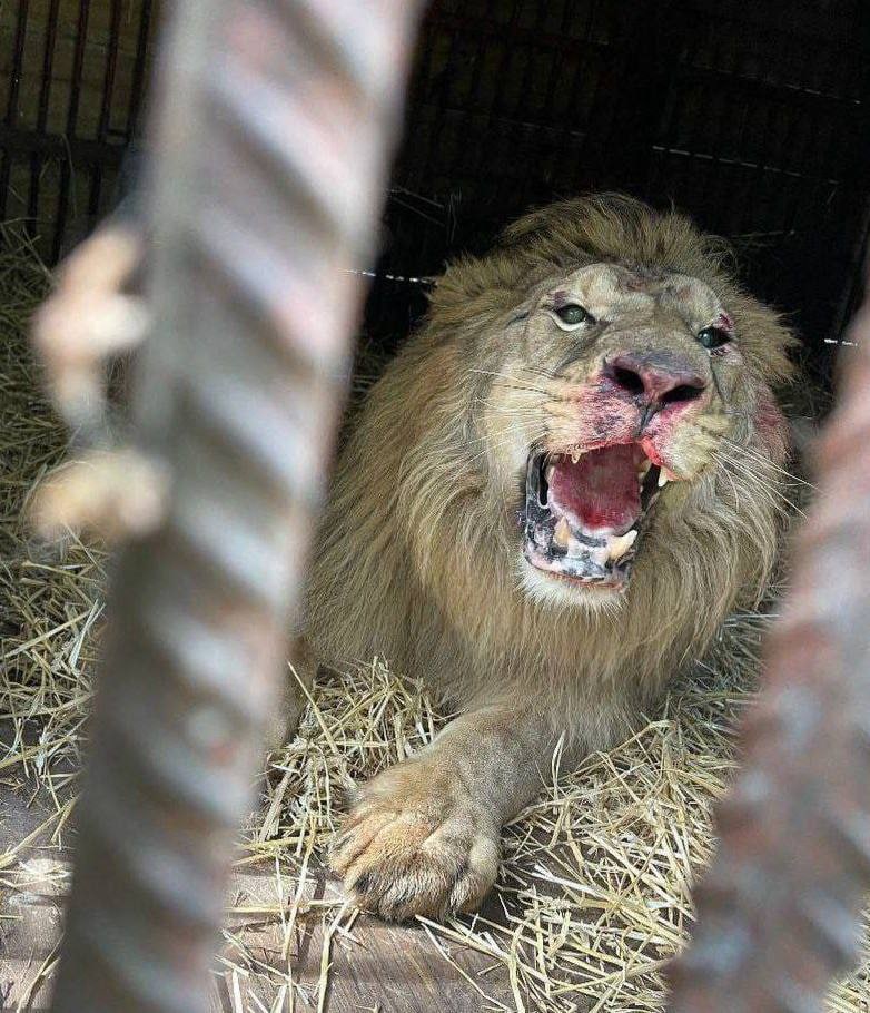 Через обстріли в Києві постраждав лев, - зоозахисники