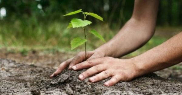 З початку року в Києві висадили майже 5 тисяч дерев та 53 тисячі кущів