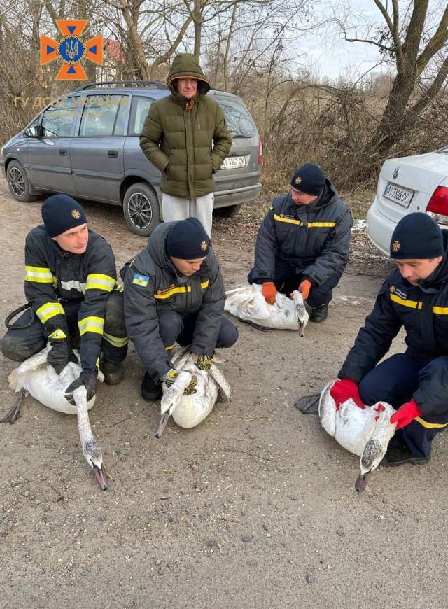 Рятувальники Київщини визволили лебедів з крижаної пастки