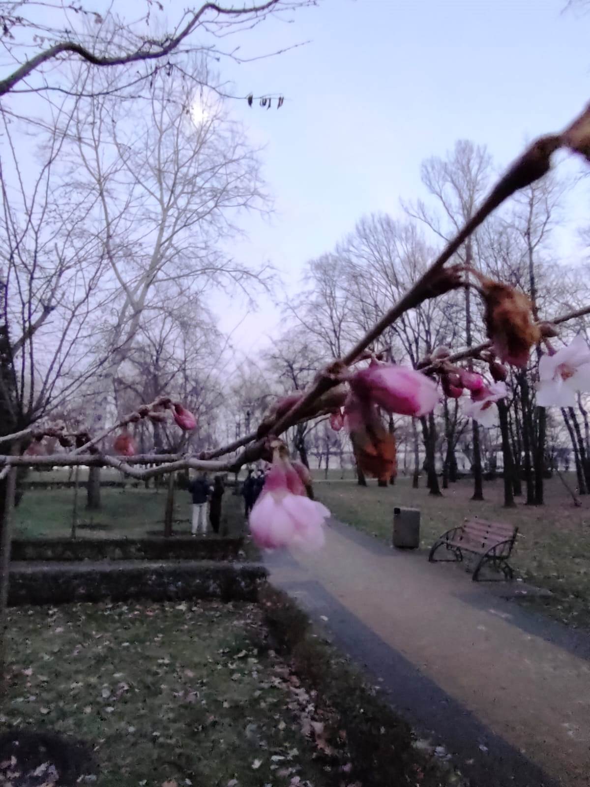 У столичному парку “Наталка” розквітли сакури