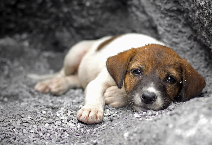 У минулому році столичні ветеринари стерилізували понад 8 тисяч безпритульних тварин
