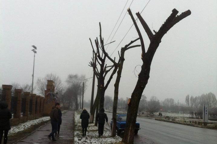 На обрізку і кронування дерев у Обухові витратять 1,1 млн гривень