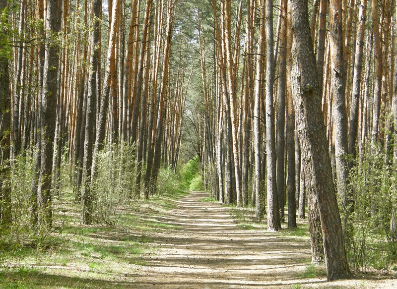 На Київщині суд повернув державі ділянку землі Біличанського лісу вартістю понад 6 млн гривень