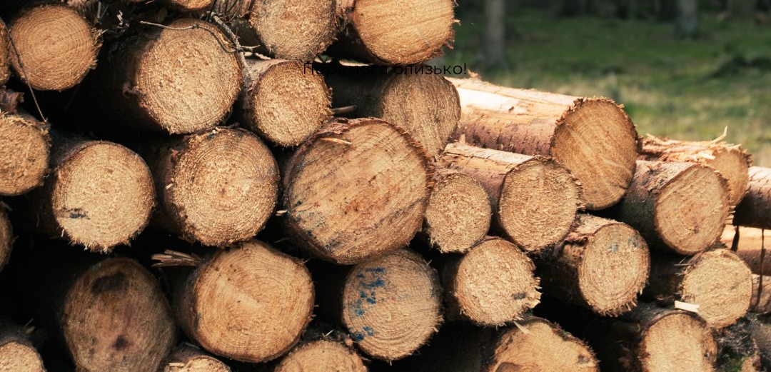 За незаконну рубку 38 дерев у Тетіївській громаді лісокористувач сплатить 260 тисяч гривень штрафу