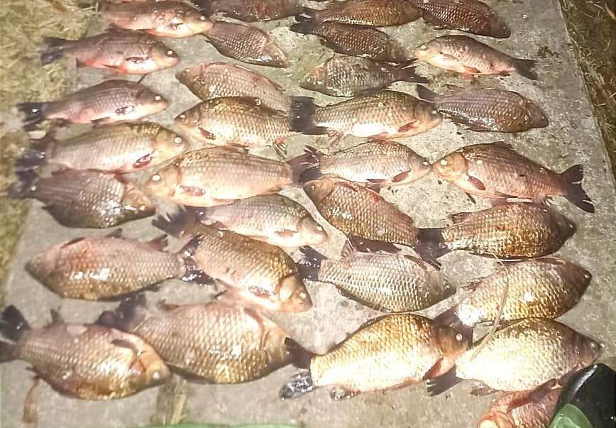 На Канівському водосховищі браконьєр наловив риби майже на сто тисяч