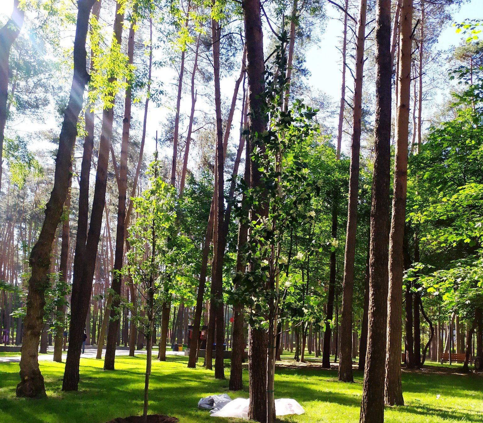 У Києві для онлай-мапи “оцифровано” близько 23 тисяч дерев