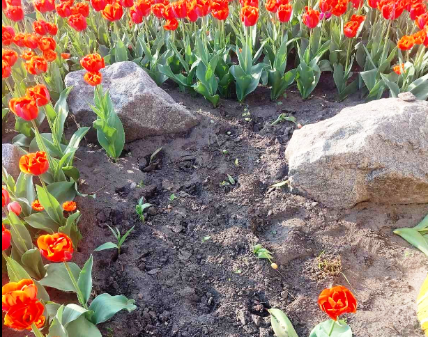 У “Київзеленбуді” поскаржились на крадіїв, які масово нищать квітники та видирають рослини з корінням (фото)