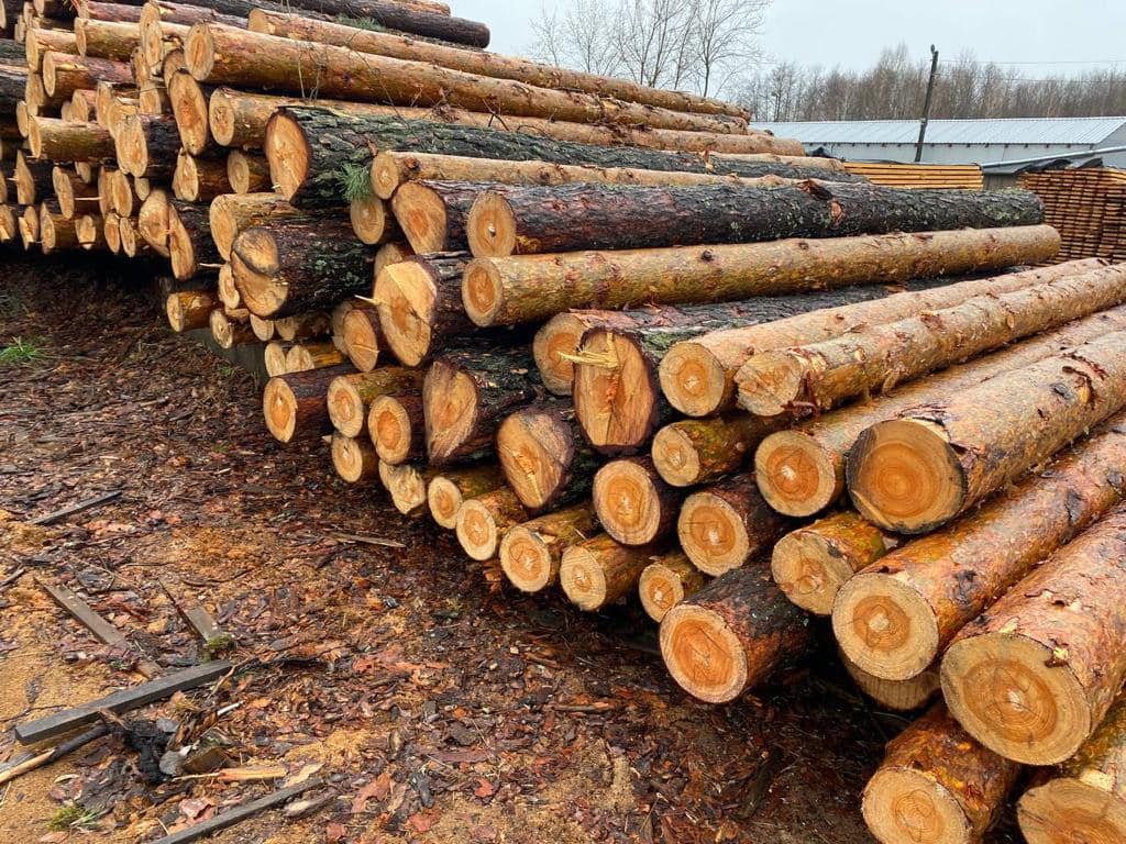 На Київщині нелегально вирубали лісу на 4 млн гривень (фото, відео)