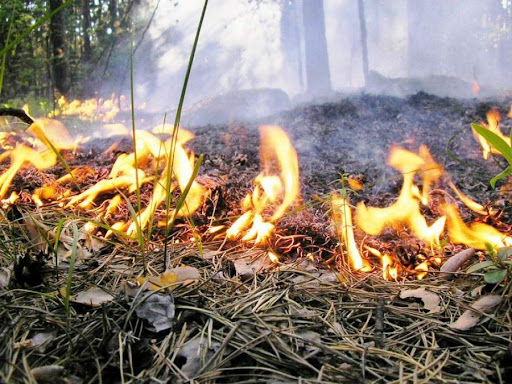 У найближчі дні на Київщині попереджають про надзвичайний рівень пожежної небезпеки