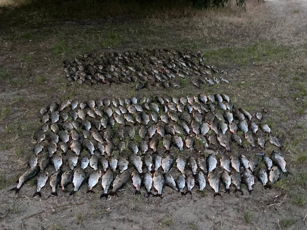 На Канівському водосховищі браконьєр наловив риби на пів мільйона гривень
