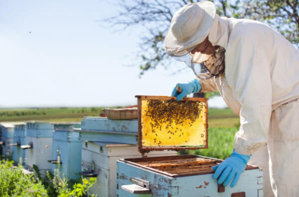 Для бджолярів Боярки проведуть безкоштовні тренінги