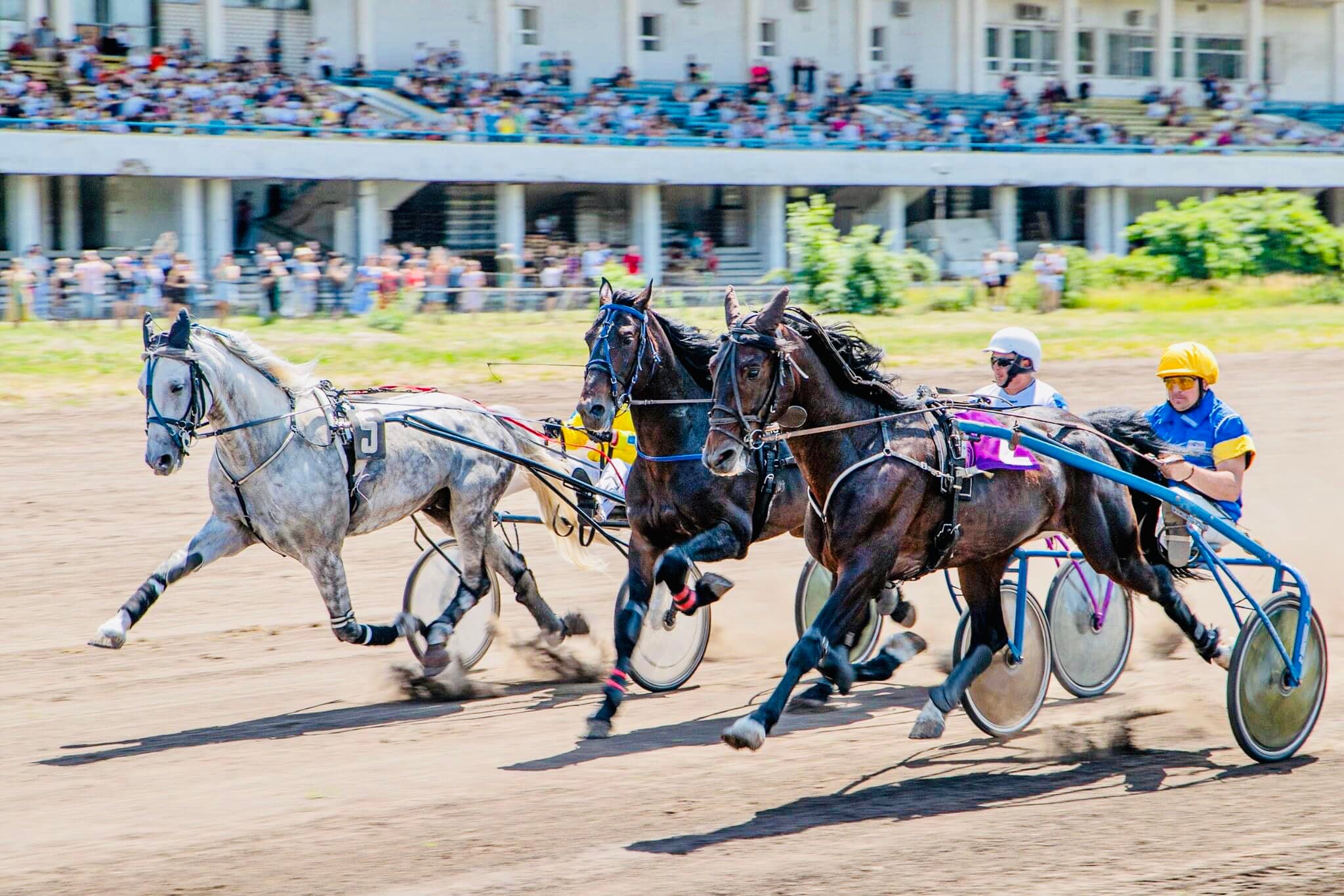 У неділю, 14 травня на Київському іподромі відбудуться заїзди рисистих порід коней