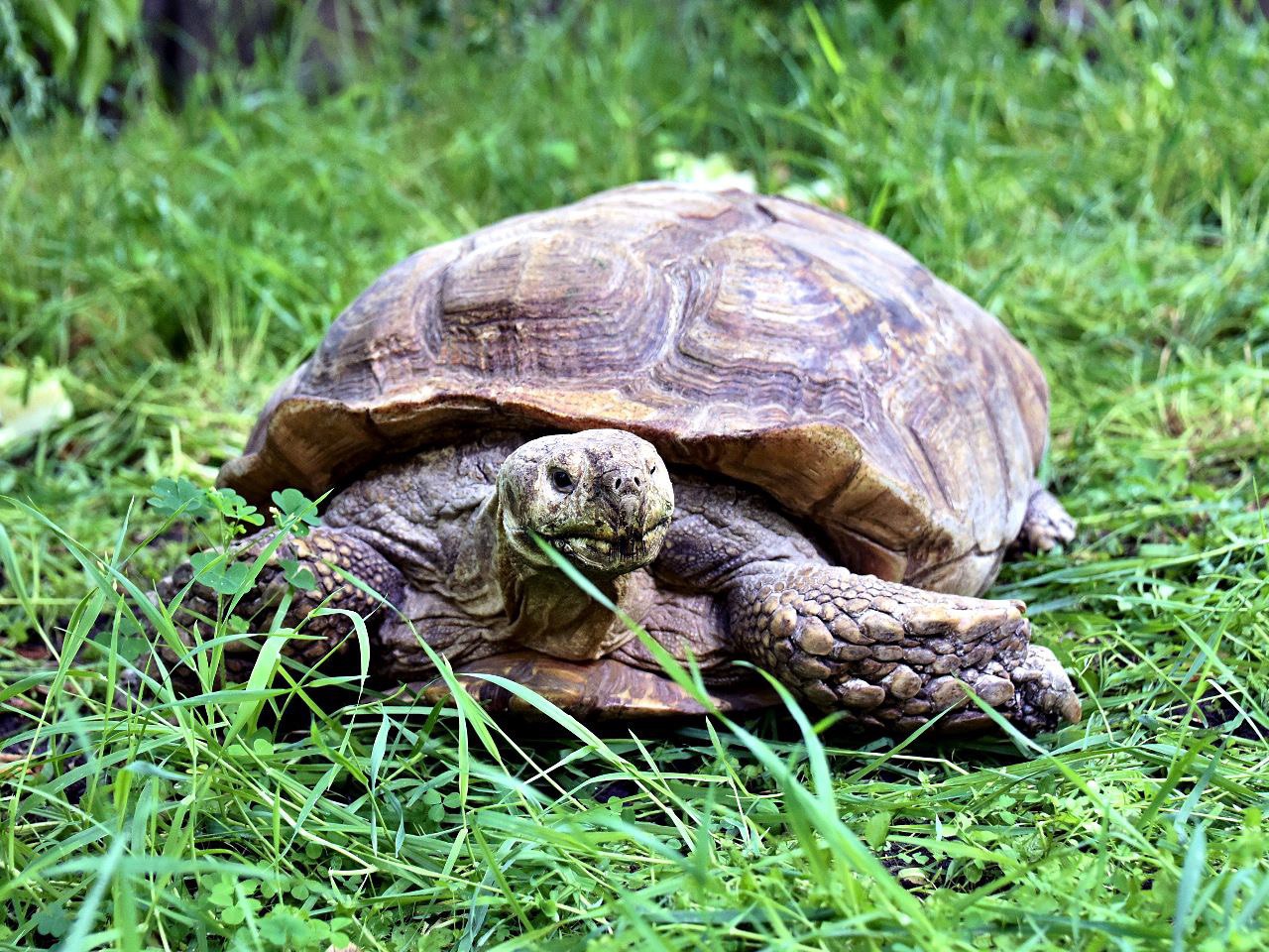 Черепахи столичного зоопарку перейшли до літнього вольєру