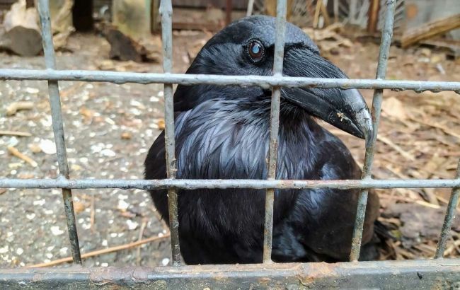 З двору Шевченківського району зник легендарний ворон Крум