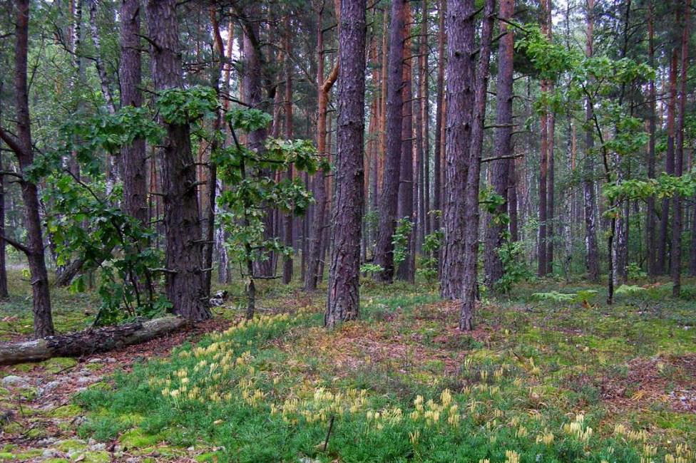 На Фастівщині державі повернули лісові угіддя вартістю понад 900 млн гривень