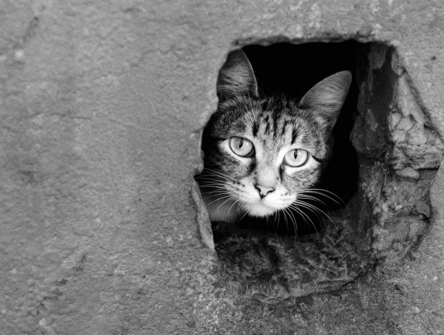 У столиці правоохоронці відкрили кримінальну справу через отруєння котів на Чоколівці