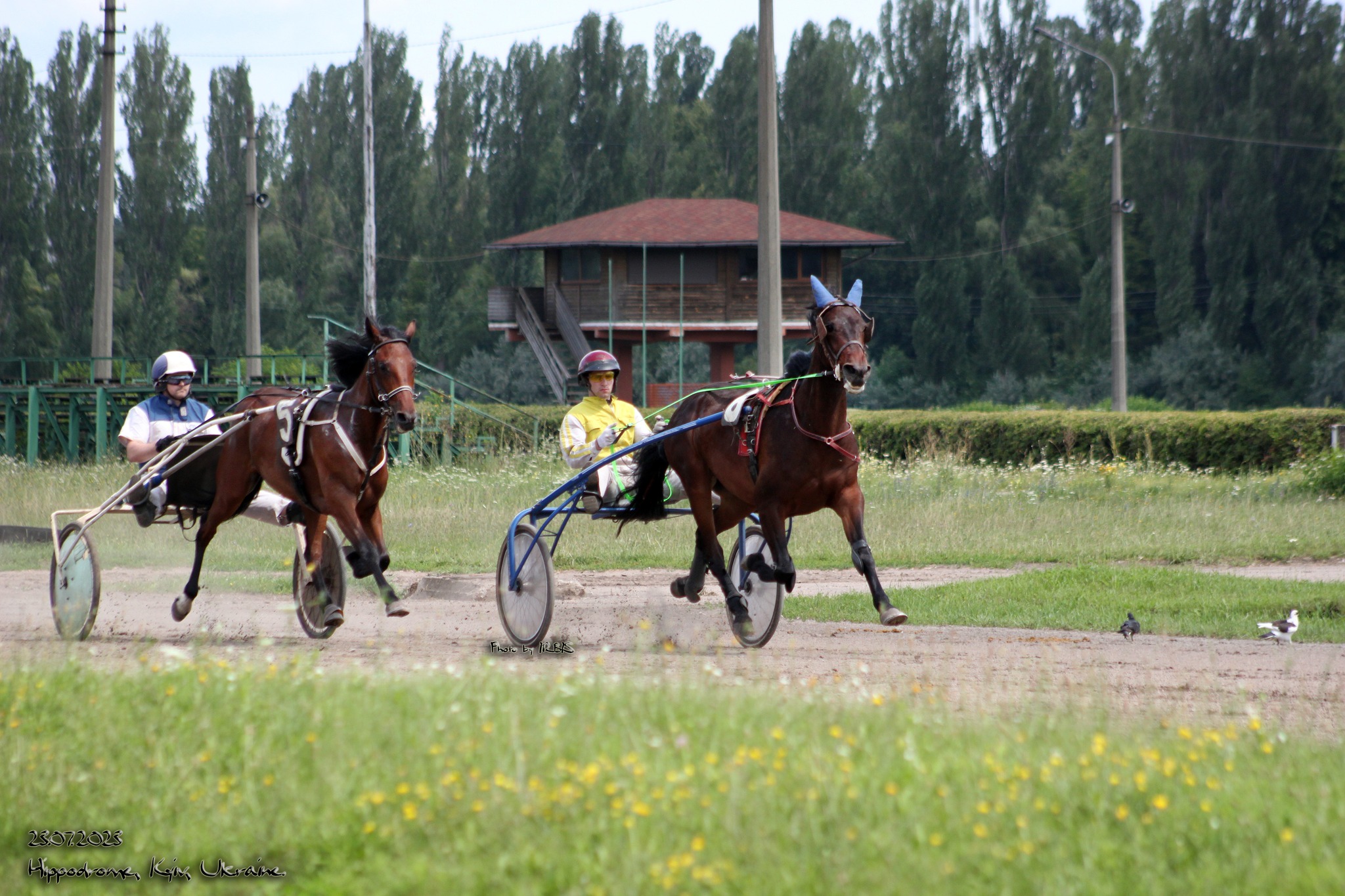 На Київському іподромі у неділю пройдуть випробування для 42 коней рисистих порід