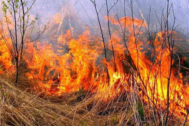 На Київщині надзвичайний рівень пожежної небезпеки триватиме до 8 вересня