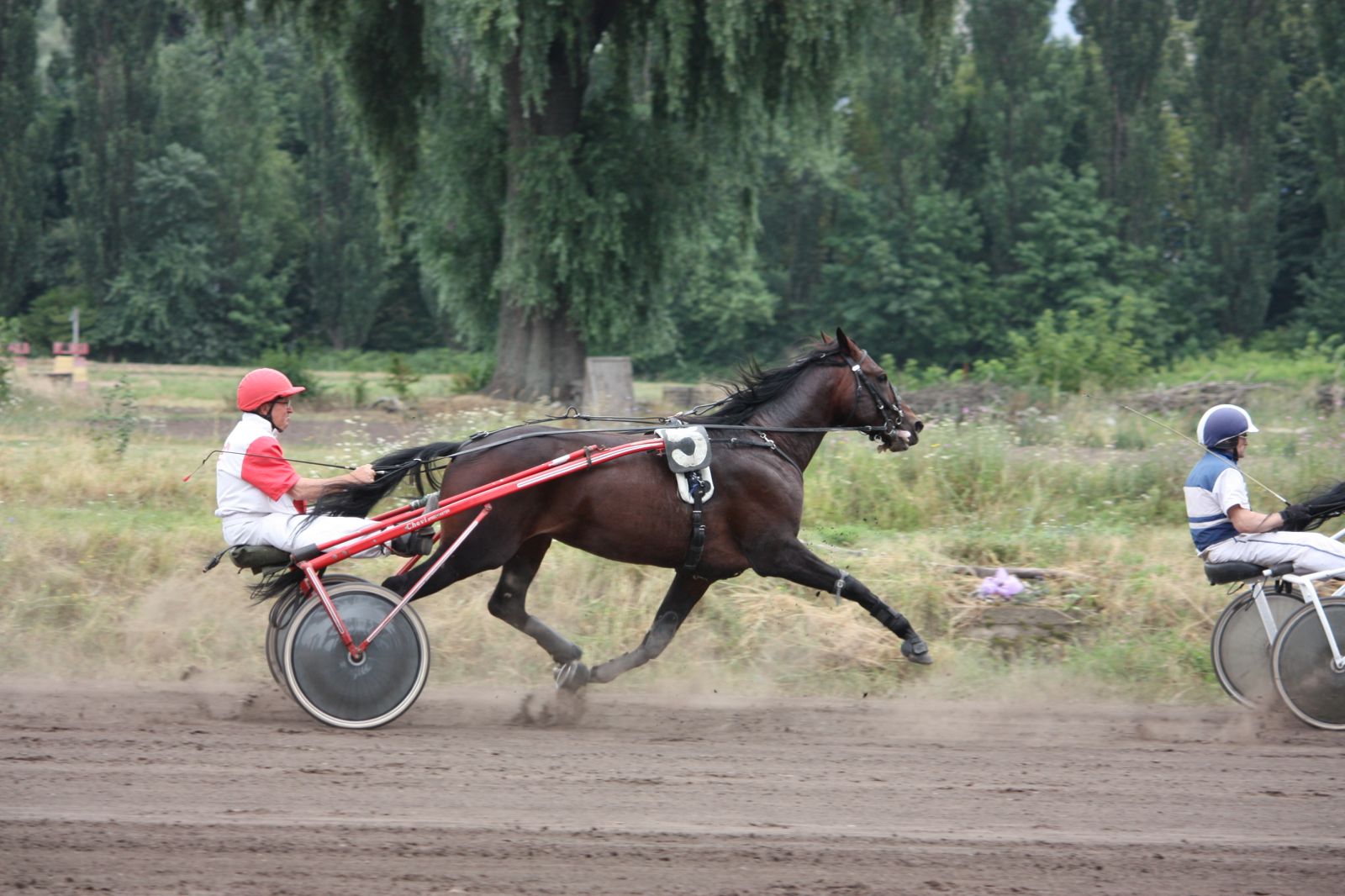 На Київському іподромі сьогодні пройдуть змагання 33 коней рисистих порід