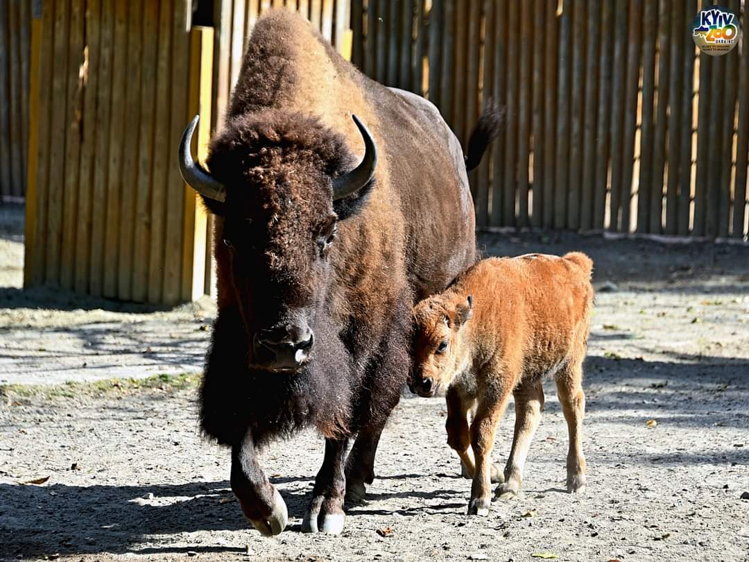 У Київзоо народилися двоє телят бізонів (фото, відео)