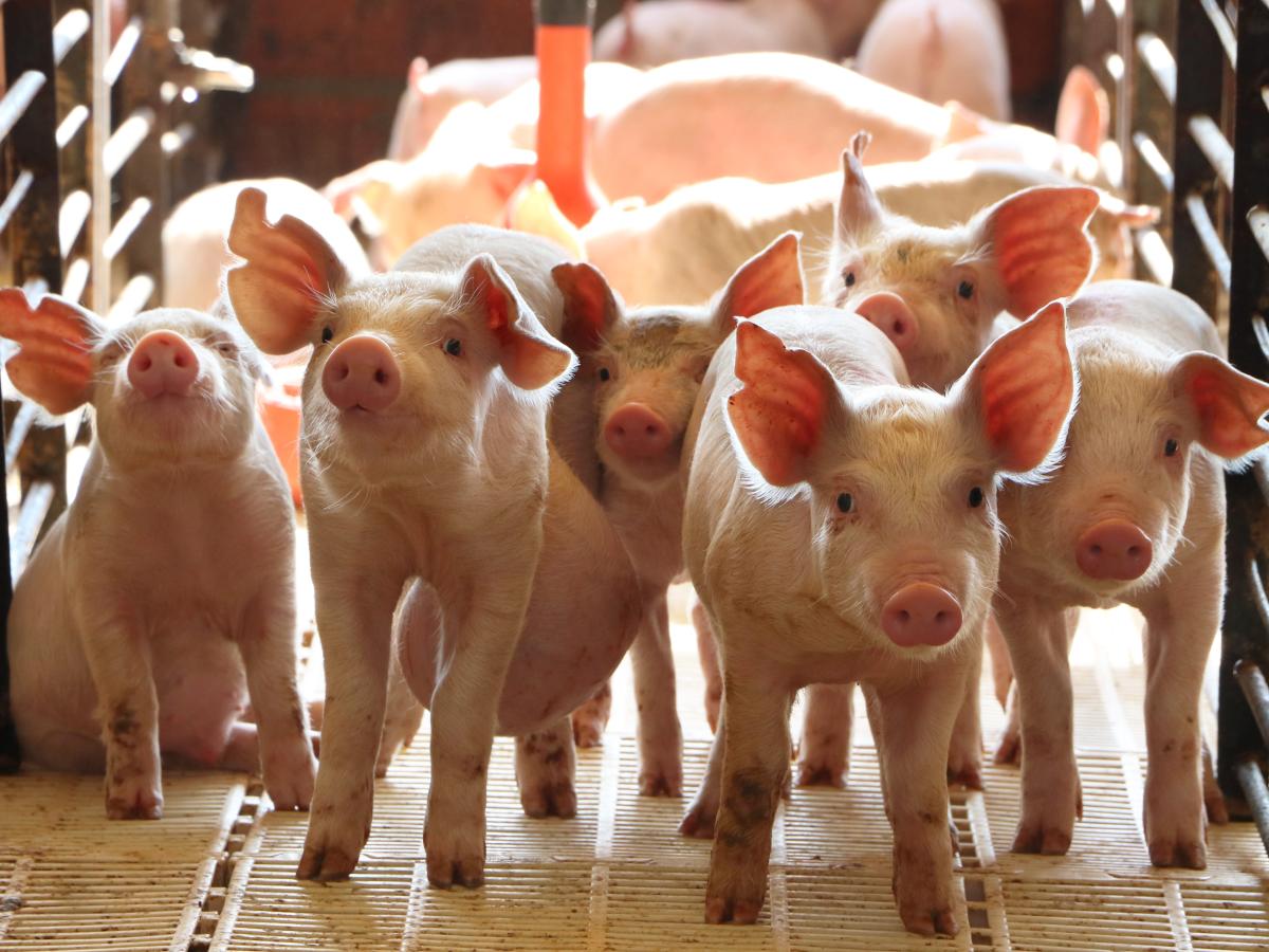 На Білоцерківщині зареєстровано випадок африканської чуми свиней