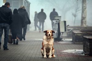 Київрада схвалила дворічну міську програму поводження з тваринами