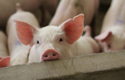 У Миронівській громаді виявлено 60 трупів тварин, уражених африканською чумою свиней