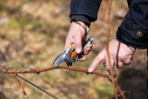 У КМДА презентували українську версію європейських стандартів догляду за деревами