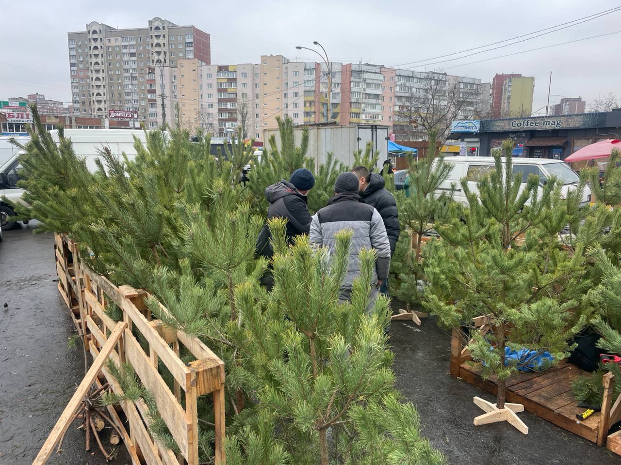 Держекоінспекція столичного округу знайшла 15 нелегальних точок продажу новорічних ялинок